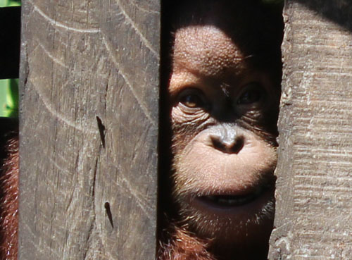 Scorpion Investigation Finds Orangutan in Illegal Captivity in Aceh Barat Daya, Sumatra (June 3, 2016)